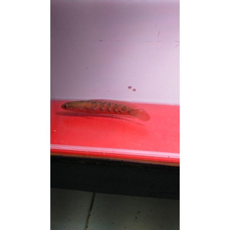 MARU RED LEMPUYANG RARE MERAH