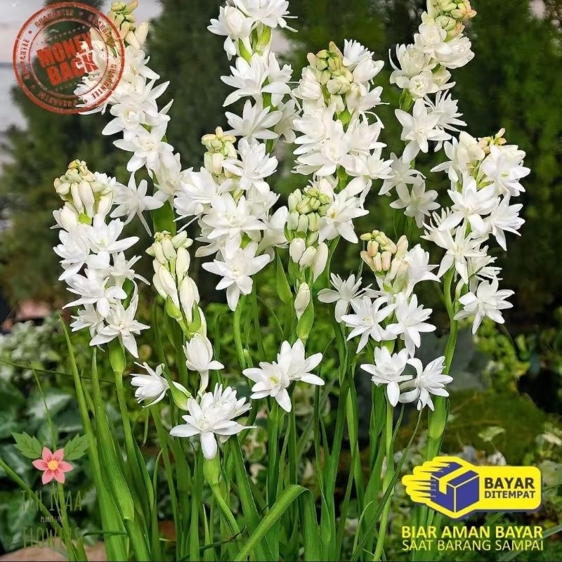 Promo Tanaman hias bunga hidup asli bunga wangi sedap malam murah bunga sedap malam siap berbunga ta