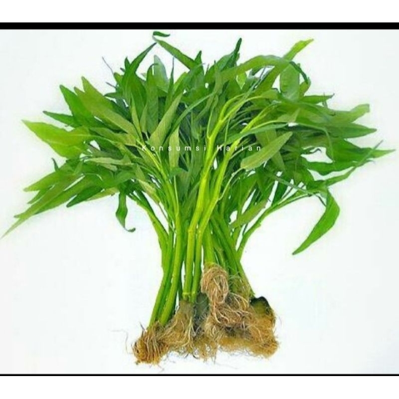 

Kangkung / Kale Vegetables 1 Ikat