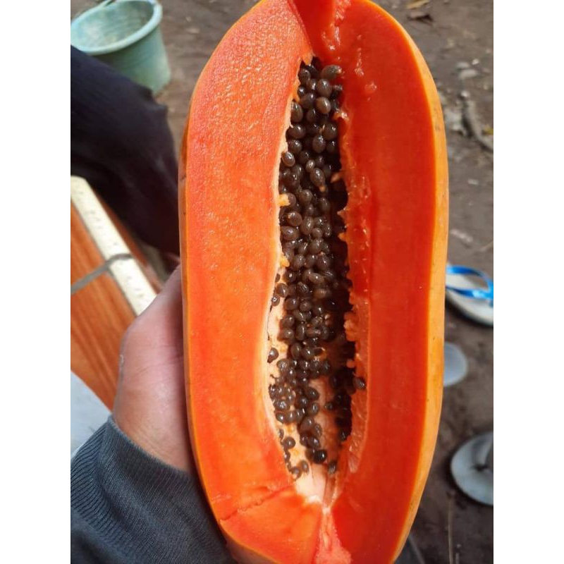

pepaya California