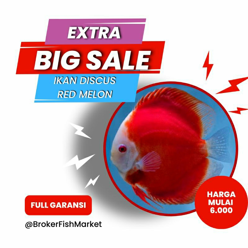 

Packing Styrofoam Discus Red Melon 1"inch