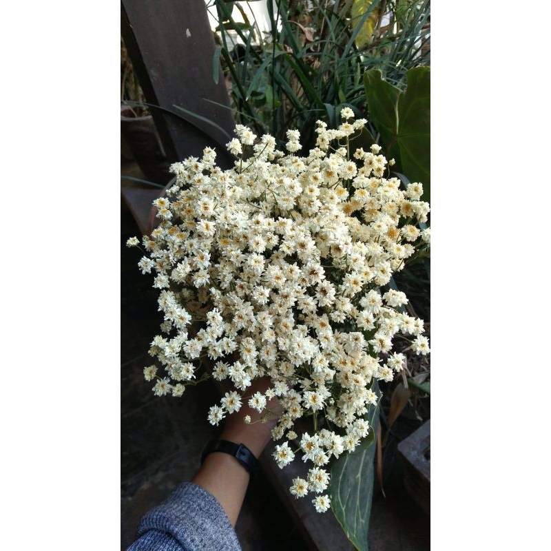 Bunga Kering Camelia | Bunga Camelia | Bunga Homedecor