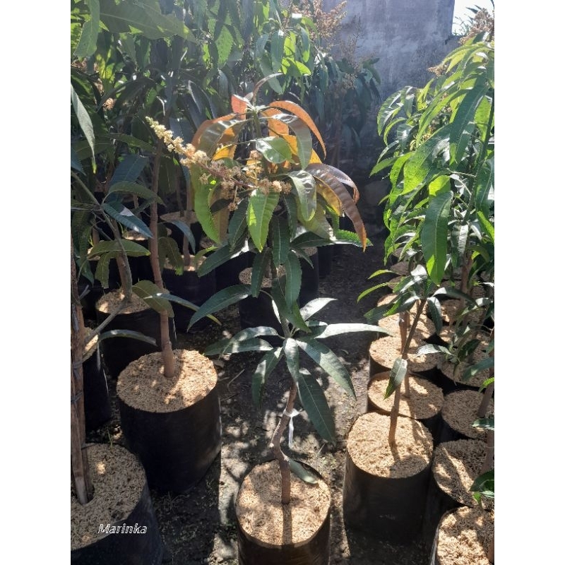 mangga golden agrimania