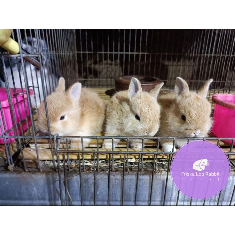 Kelinci Netherland Dwarf