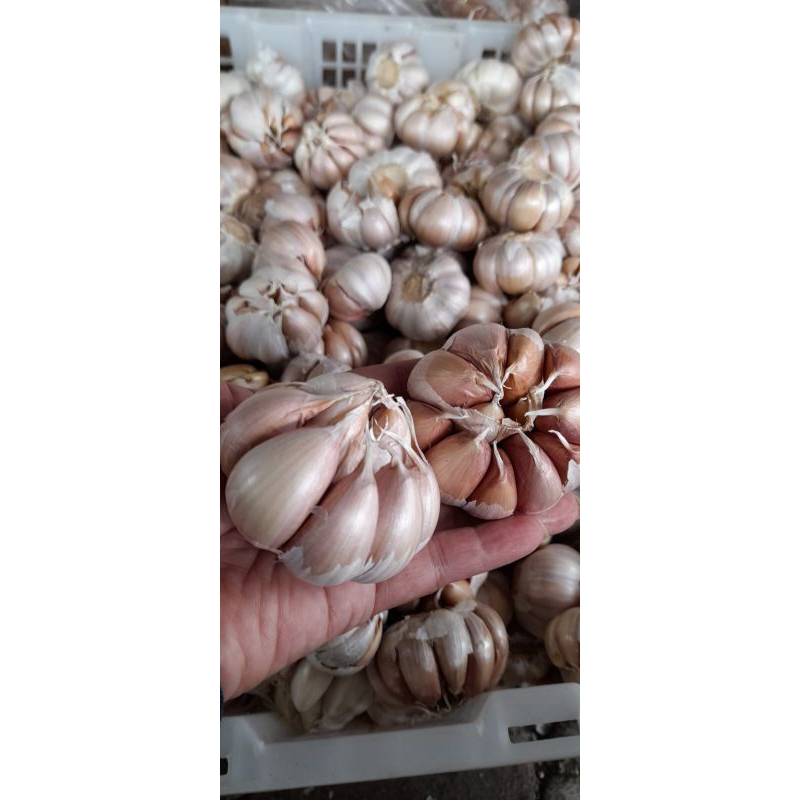 

Bawang putih sinco