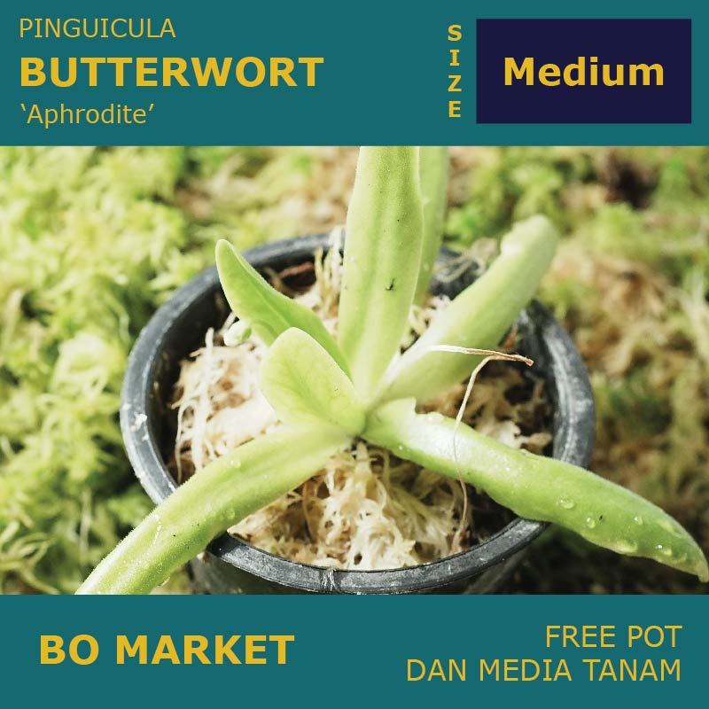 Pinguicula Aphrodite | Butterwort | Size M