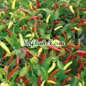 Benih 15 Biji Cabe Rawit MARUTI F1