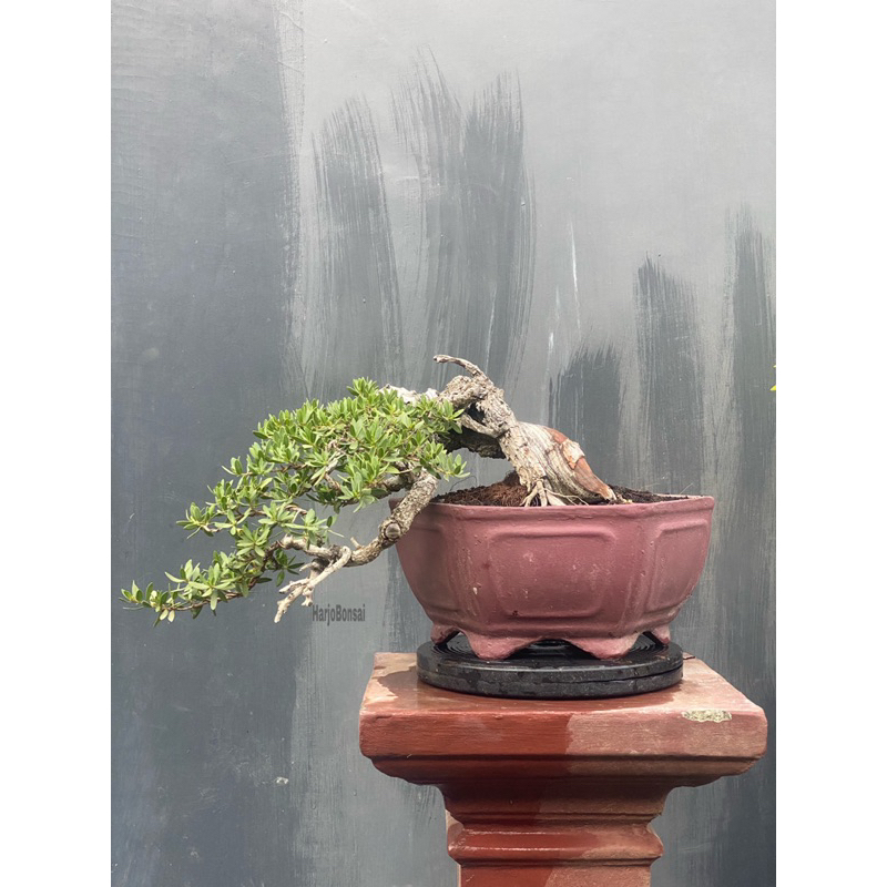 bonsai tua santigi cascade