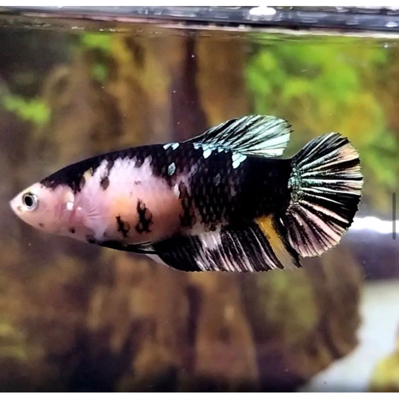 Cupang nemo koi anakan asli 100% bahan kontes