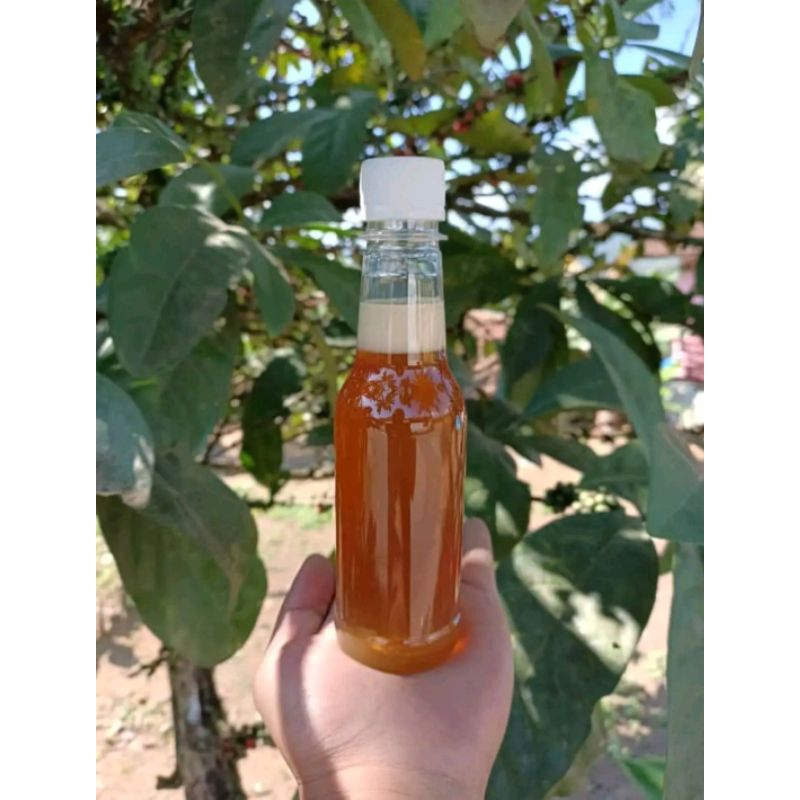 

madu murni apis mellifera