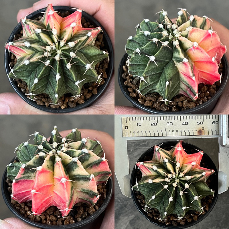 Kaktus LB hybrid Variegata 11Ribs