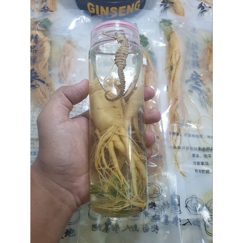 Ginseng PREMlUM Fres Import Asli Ukuran Super Besar 150 gr + botol kaca + kuda laut