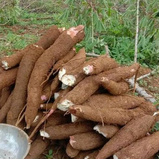 

SINGKONG KETAN ketela ketan murah