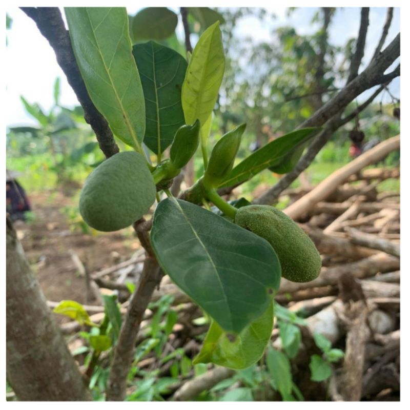 

Nangka madu berbunga