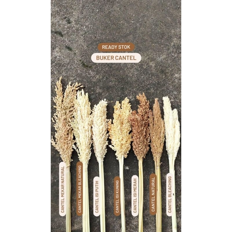 Bunga Kering Cantel | Bunga Dekorasi | Bunga Kering