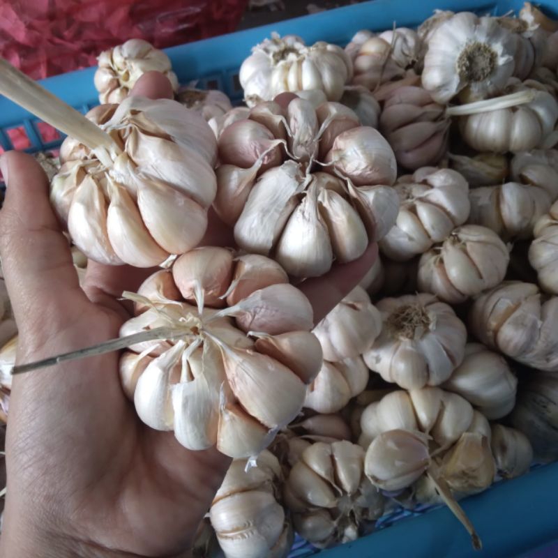 

bawang putih 1/2 kg