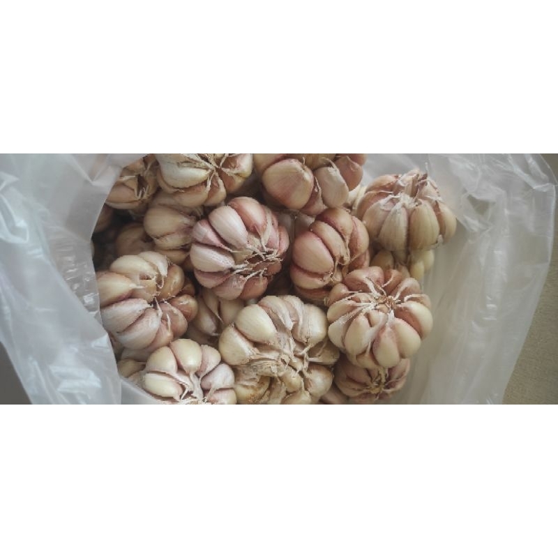 

Bawang Putih 1kg