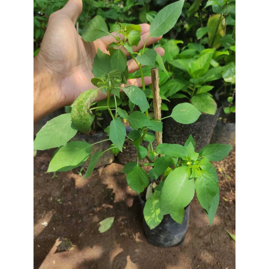 Bibit buah ciplukan buah ciplukan bibit buah cecenet buah cecenet tanaman berkhasiat