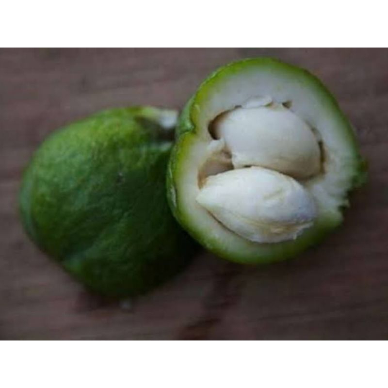 Benih/Biji White Sapote