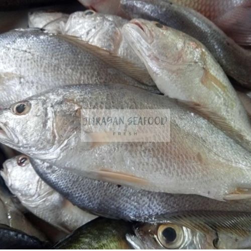 

IKAN SAMGE SEGAR FRESH