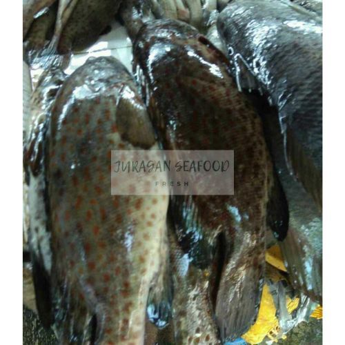 

IKAN KERAPU PER EKOR 900-1000 GRAM SEGAR FRESH