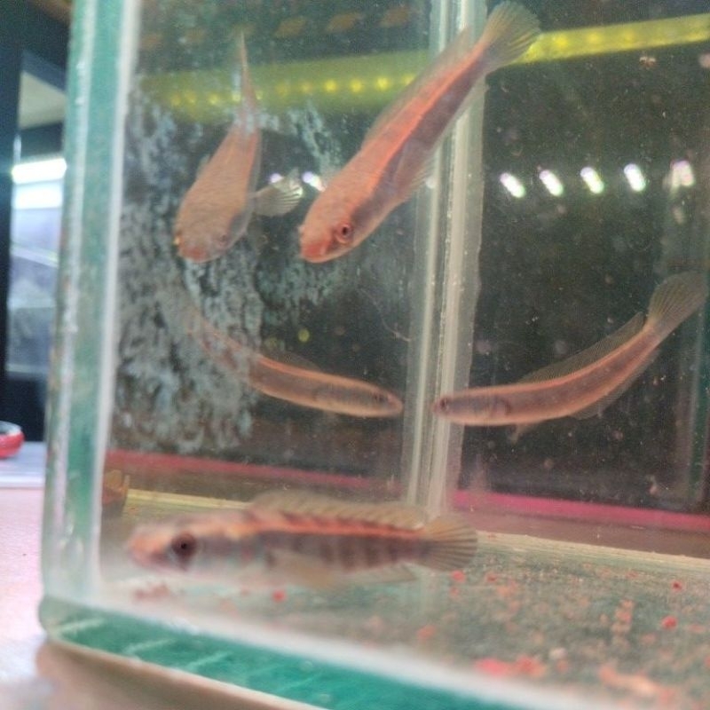 Maru red lempuyang 6-7cm sortiran simet