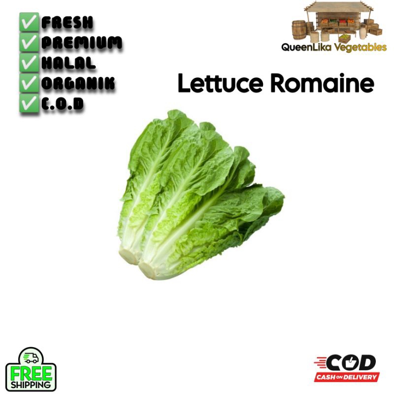 

Romaine/selada Romain/lettuce Romaine 1kg