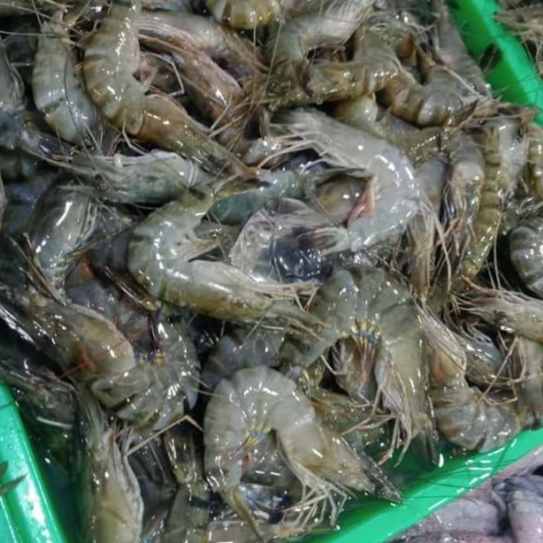 

Udang pancet / windu _ 1kg