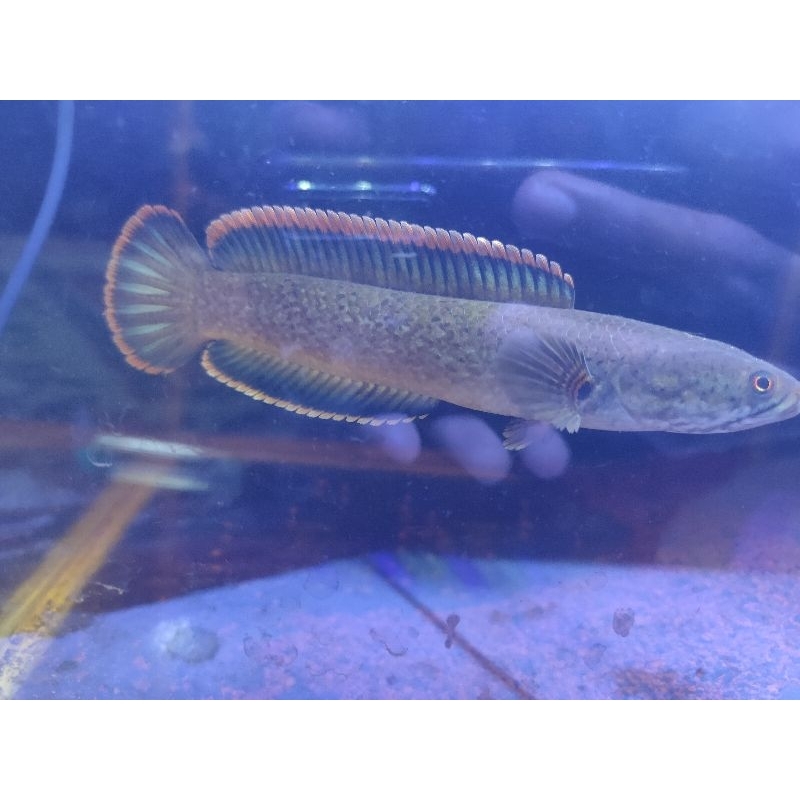 limbata WC 11-12 cm siap kontes