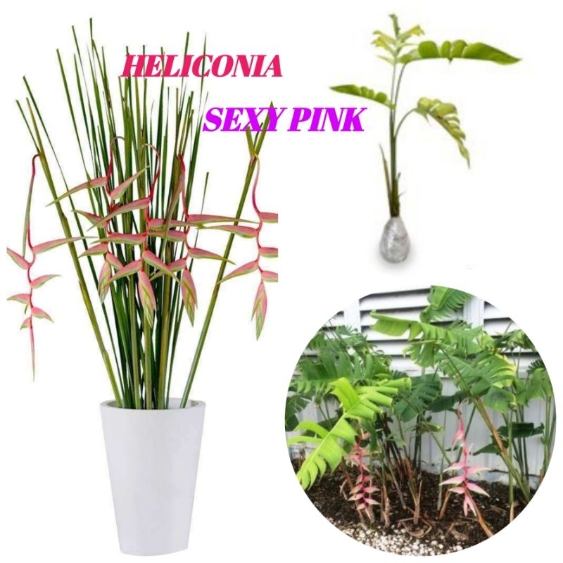 BIBIT HELICONIA SEXY PINK TANAMAN HIAS UNIK