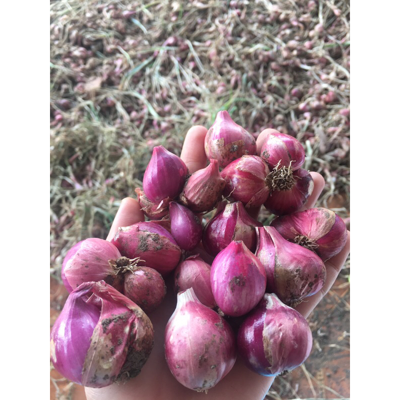 

brambang merah gede tanggung