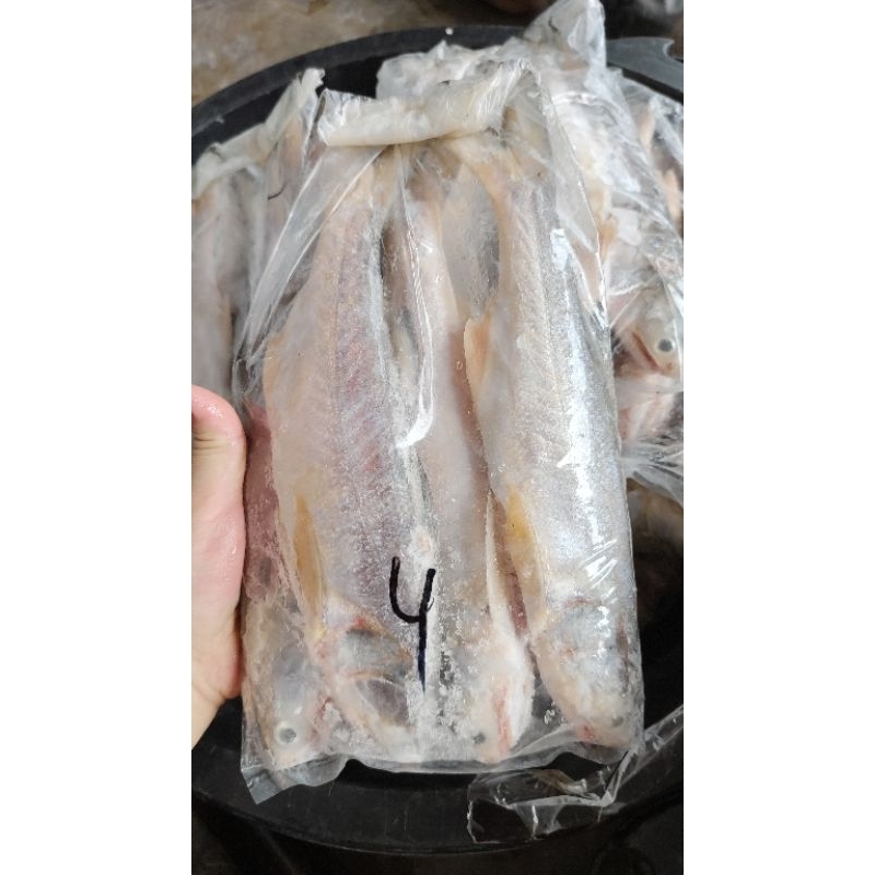 

ikan senangin isi 4ekor