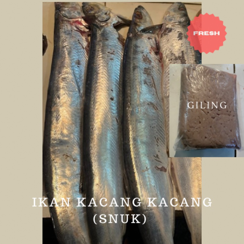 

Ikan Par4ng P4rang (G0L0K) Giling fille KHUSUS BANDUNG