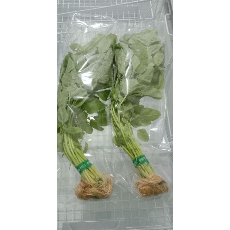 

Bayam hijau hidroponik