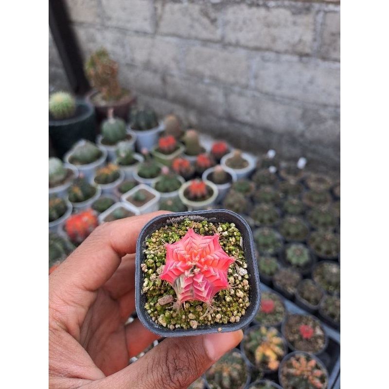 Kaktus Miha Starfire