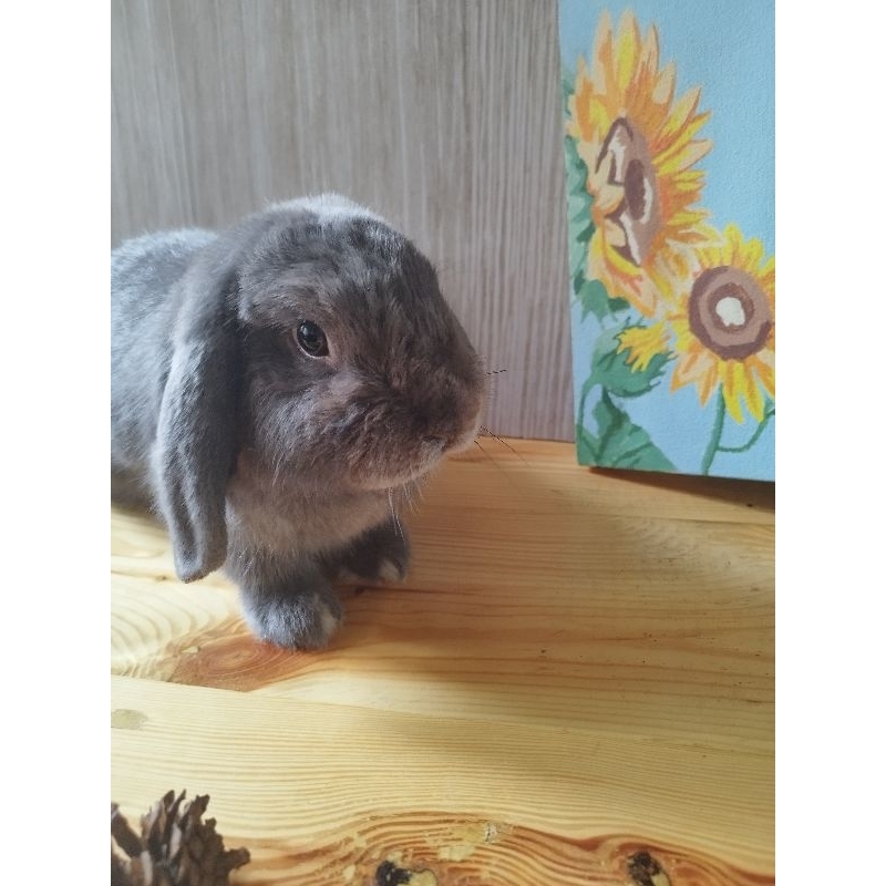 kelinci holland lop jantan