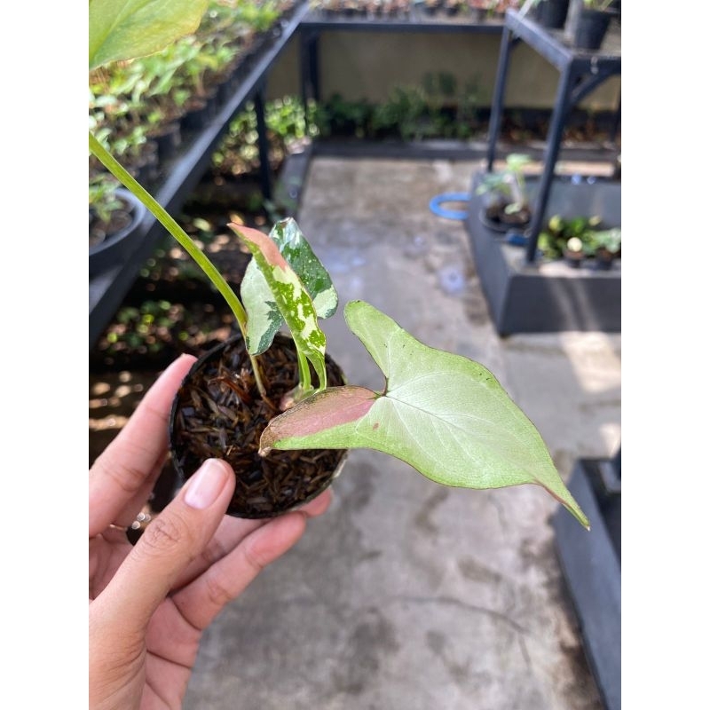 Syngonium Red Spot Tricolor