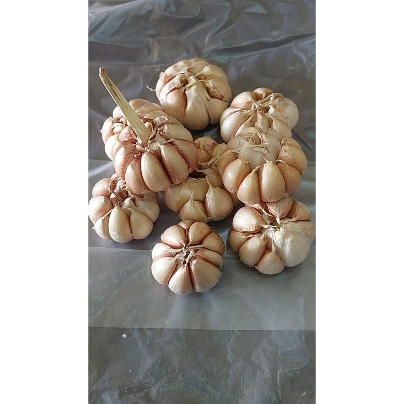 

Bawang putih sinco 1 kg
