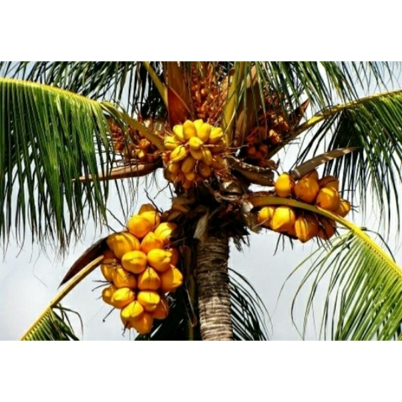 

KELAPA MUDA GADING