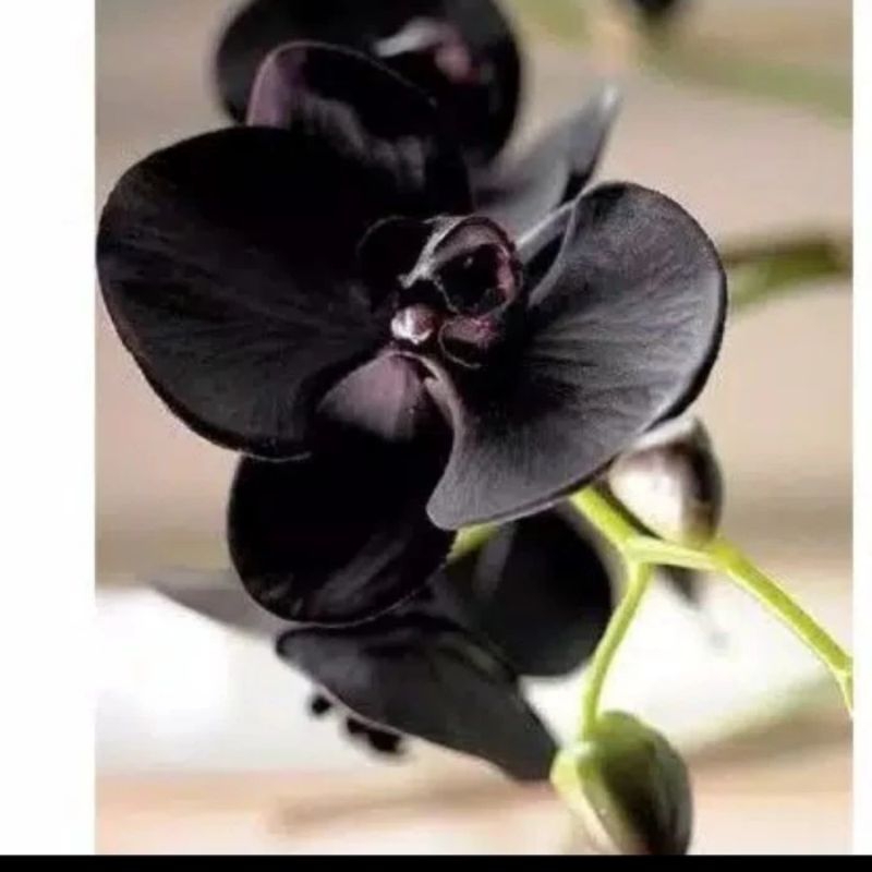 promo tanaman anggrek dendrobium dewasa bunga hitam Papua