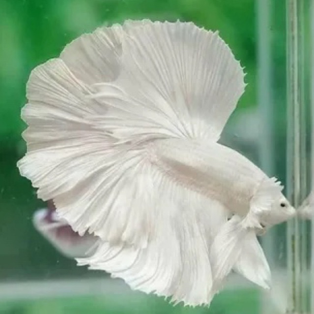 Ikan Cupang Hias Halfmoon White putih bersih