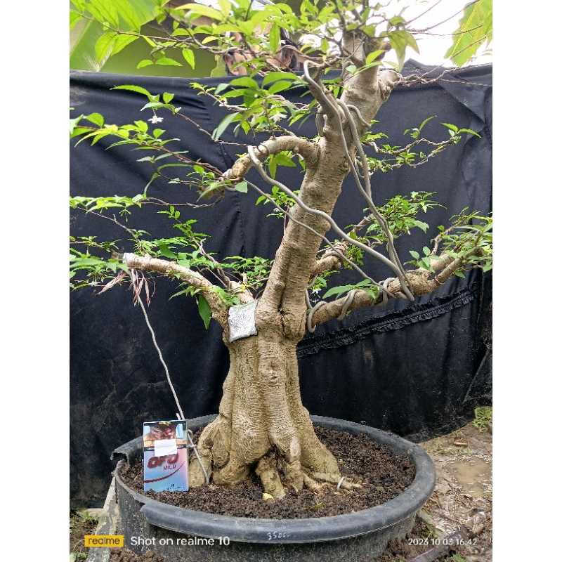 bahan prospek anput L 42