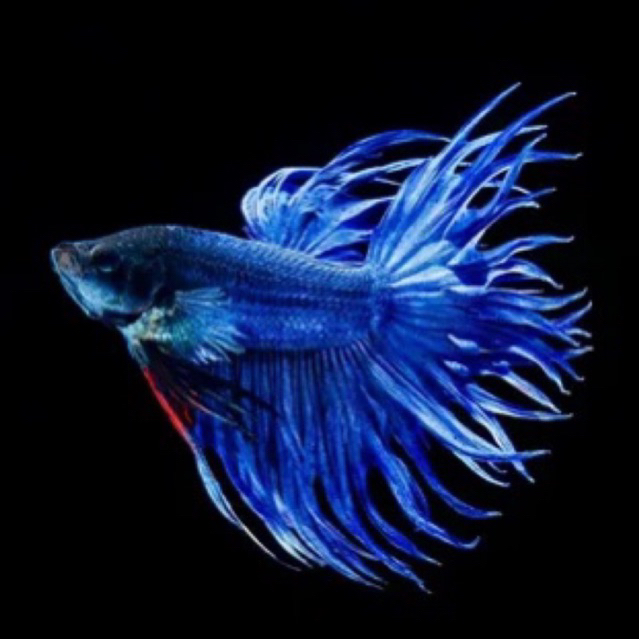 Cupang Serit crowntail maskot kontes