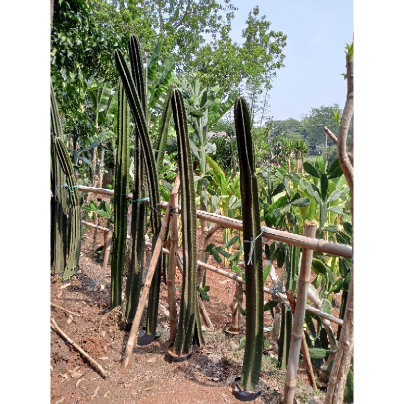Pohon hias kaktus koboi tinggi T2meter