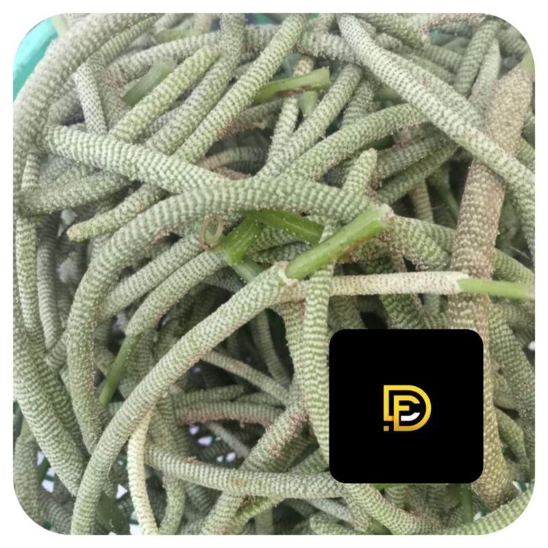 

Buah sirih hutan segar petik langsung 500 gram-az