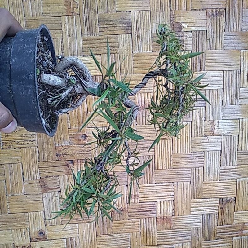 bonsai california small