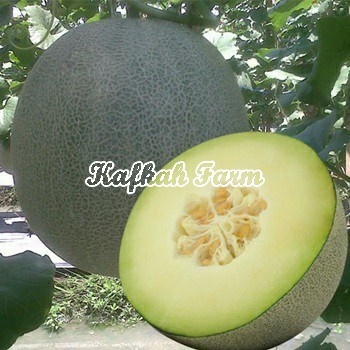 Benih 1 Biji Melon ERNA F1