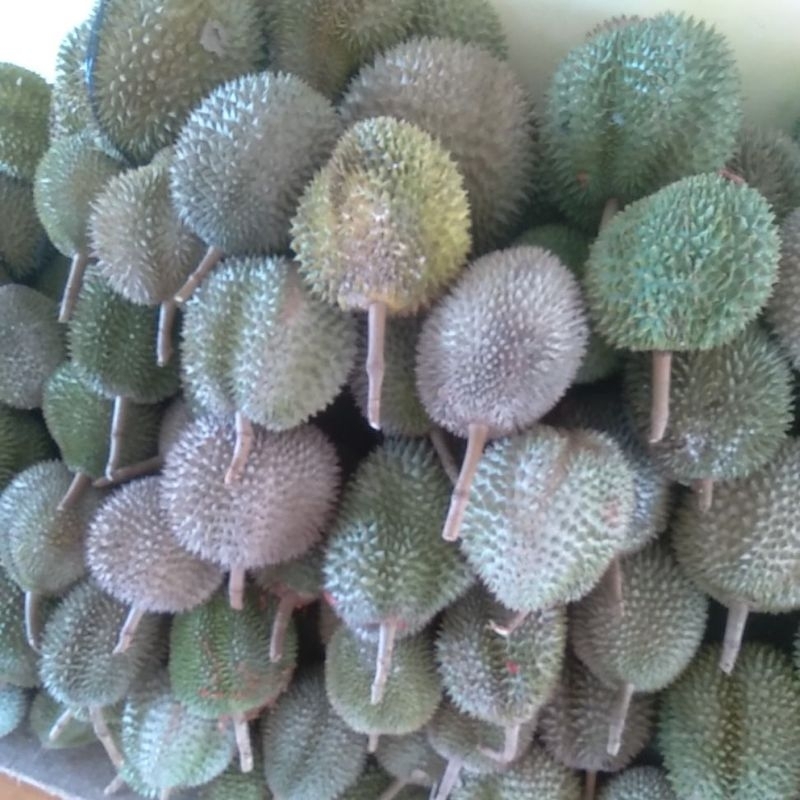 

buah durian legit