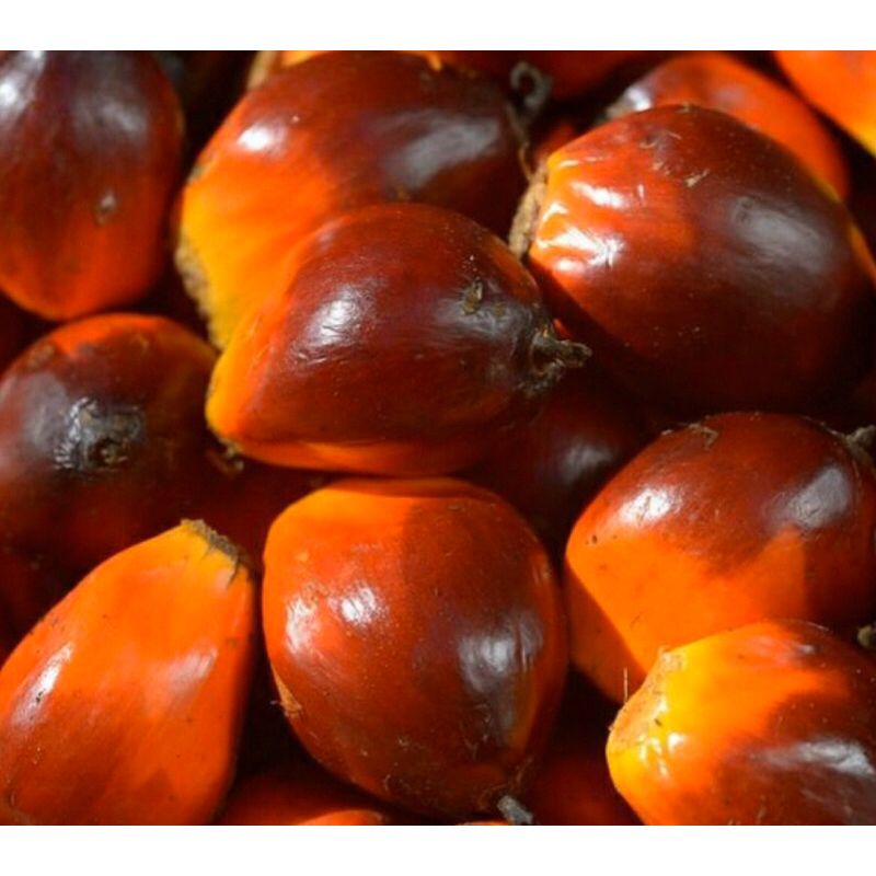 

buah sawit / biji sawit segar