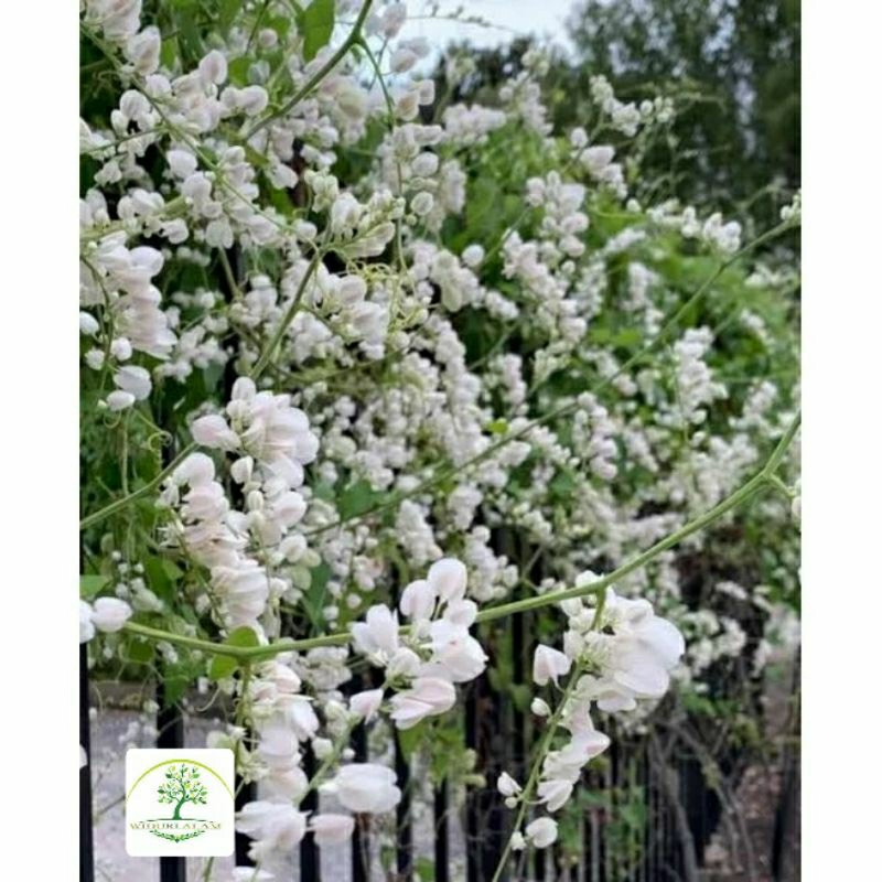 (BISA COD) TANAMAN HIAS AIR MATA PENGANTIN BUNGA PUTIH - AIR MATA PENGANTIN - BUNGA PUTIH